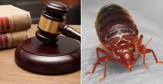 The Bed Bug Lawyer LLP